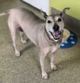 Photo of Cookie