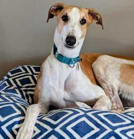 Photo of Pepper Jack