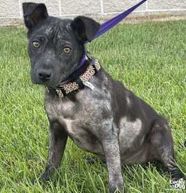 Photo of Annabelle