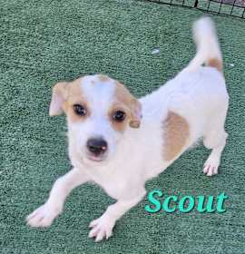 Photo of Scout