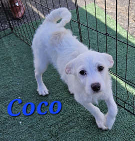 Photo of Coco