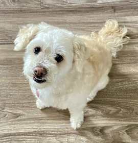 Photo of Luna