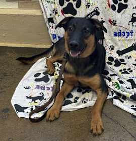 Photo of Rocco
