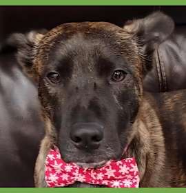 Photo of Kona