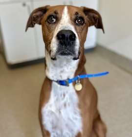 Photo of Roxie