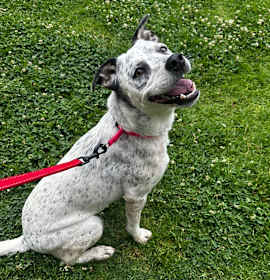 Photo of Pebbles A2189346