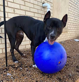 Freddie Gibbs photo 3