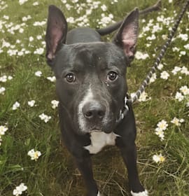 Freddie Gibbs photo 4