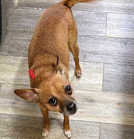 Chester thumbnail image