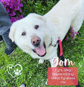 Photo of Gom