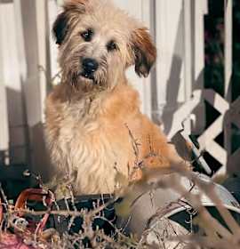 Photo of Abby