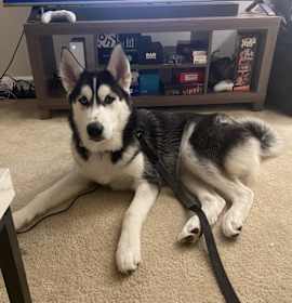 Photo of Buff