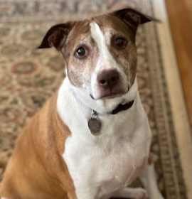 Photo of Cocoa - Cross Post