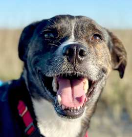 Photo of Dexter