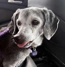 Photo of Dolly