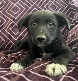 Photo of CHARLIE