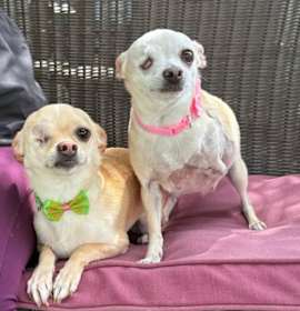 Photo of Sissy and Chloe