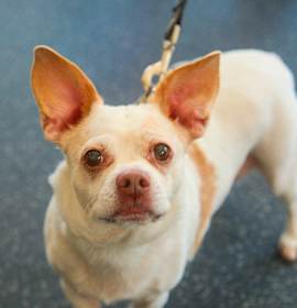 Photo of Gidget