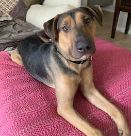 Photo of Bailey