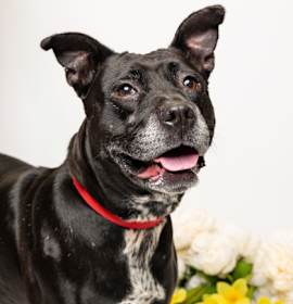 Photo of Kiva
