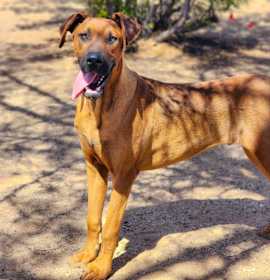 Photo of Raggedy Andy