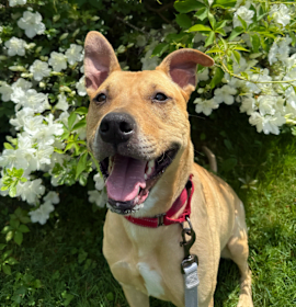 Photo of Nala 