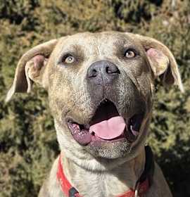 Stunning Ms Zia ~ Exquisite American Bully ! photo 1