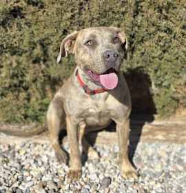 Stunning Ms Zia ~ Exquisite American Bully ! photo 2