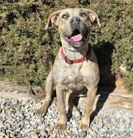 Stunning Ms Zia ~ Exquisite American Bully ! photo 3