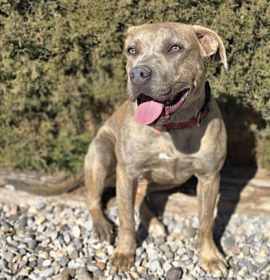 Stunning Ms Zia ~ Exquisite American Bully ! photo 4