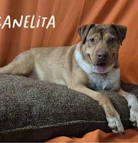 Photo of CANELITA