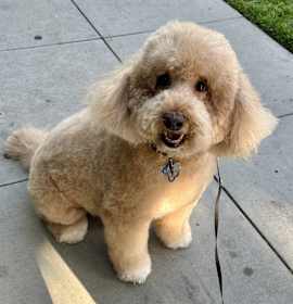 Photo of Rex
