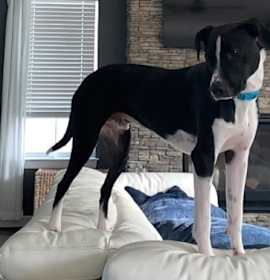 Photo of Bentley