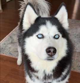 Photo of Raider
