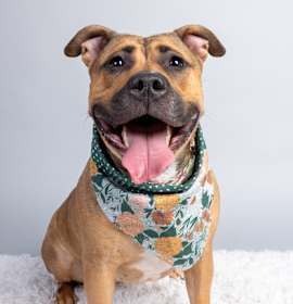 Daisy May (foster) photo 1