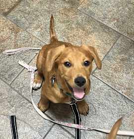Photo of Rusty
