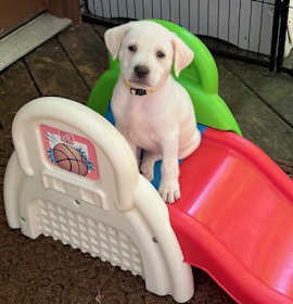 Photo of Marshmallow