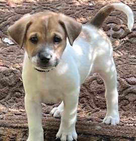 Photo of Hoppy