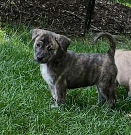 Photo of Daisy