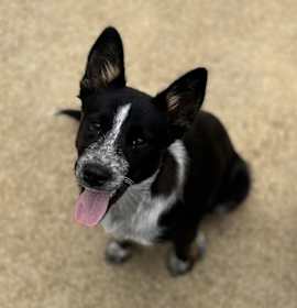 Photo of Bluey 25D-072