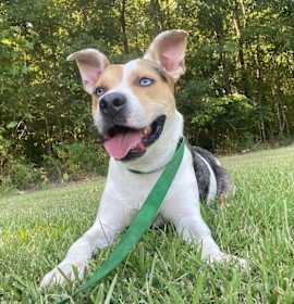 Photo of Frank (21D-0966)