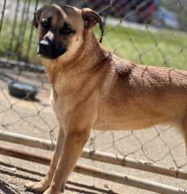 Photo of Begonia (21D-0720)