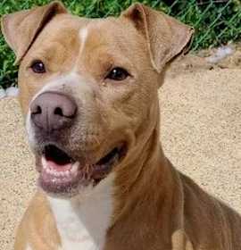 Photo of Jack (21D-0750)