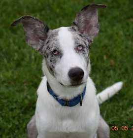 Photo of Wrangler (PA) FRIENDLY!