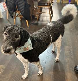 Photo of Marley