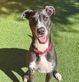 Photo of Corra A2166095