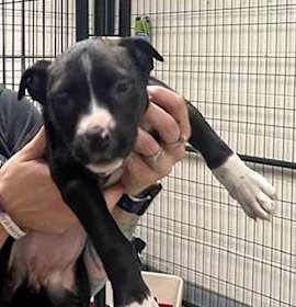 Photo of Stacy's Pup Rose