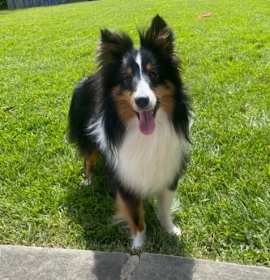 Photo of Striker