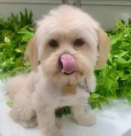 Photo of NOODLES