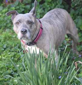 Photo of Rosie